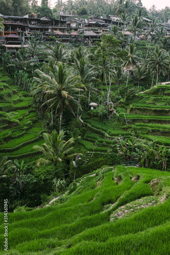 Beautiful rice terraces in Ubud Bali Indonesia landscape