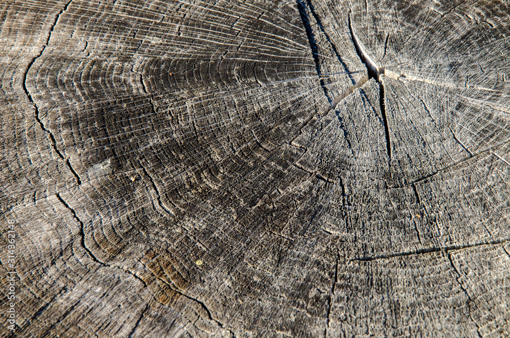 Fototapeta premium wood texture, closeup. Tree rings old weathered wood texture with the cross section of a cut log 