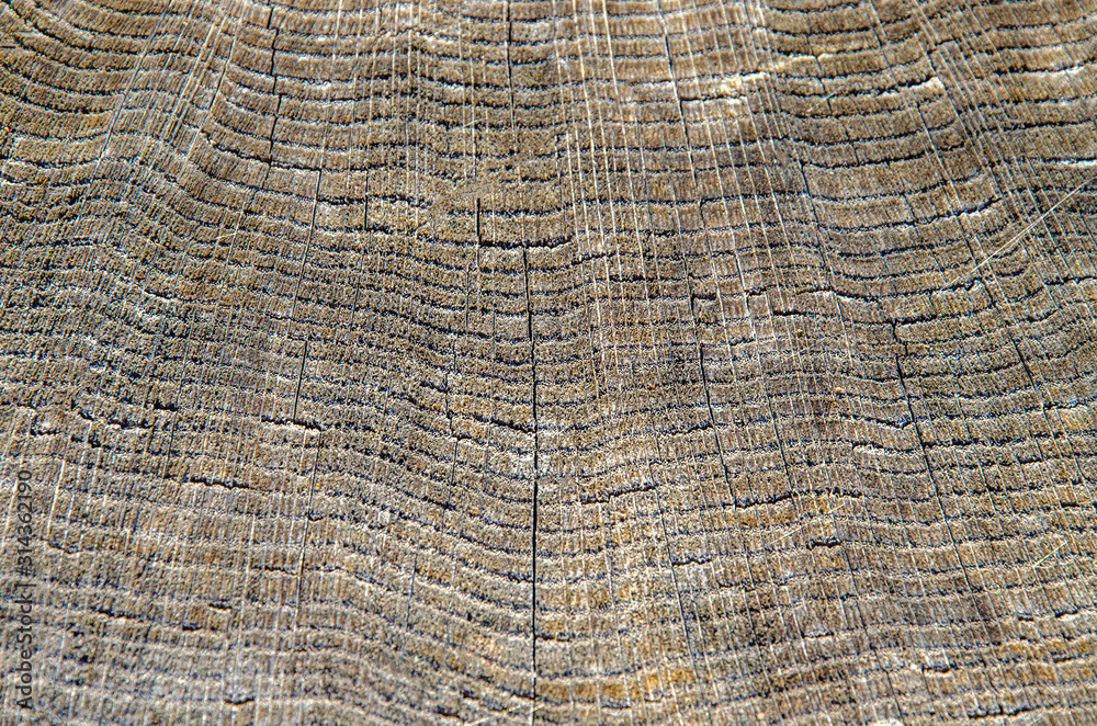 Fototapeta premium wood texture, closeup. Tree rings old weathered wood texture with the cross section of a cut log