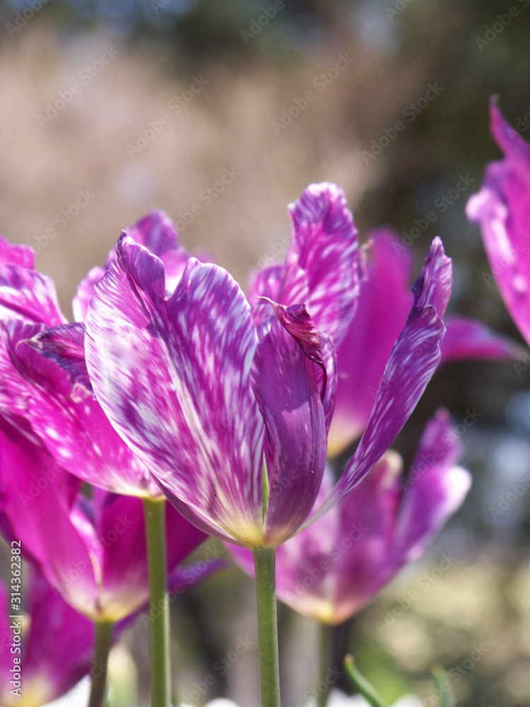 Purple Flower Purple Flower
