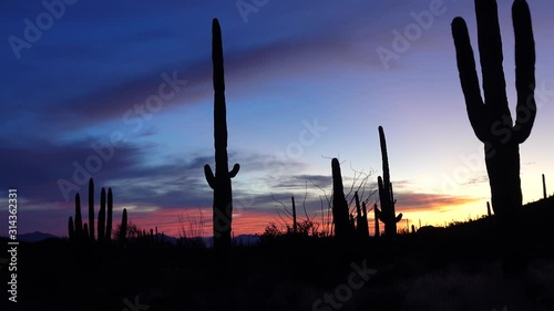 Wallpaper Mural Three Giant Saguaros (Carnegiea gigantea) against the background of red clouds in the evening at sunset. Organ Pipe Cactus National Monument, Arizona, USA Torontodigital.ca