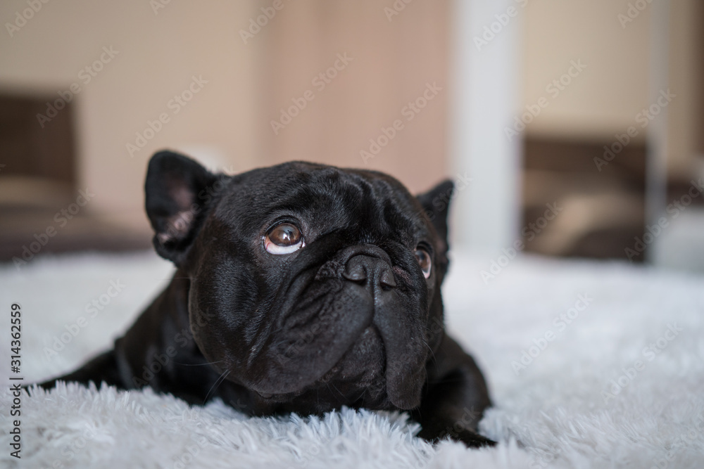 Puppy French bulldog