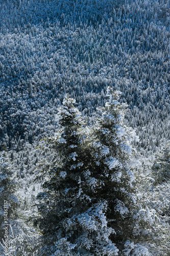 Trees covered with snow