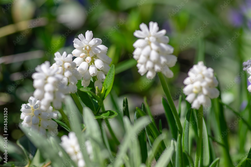 Muscari aucheri white flowering flowers, group of bulbous plants in bloom, green leaves Muscari aucheri white flowering flowers, group of bulbous plants in bloom, green leaves