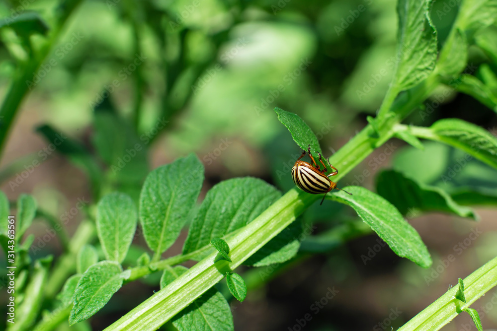 Colorado beetles eat potato crop in the garden Colorado beetles eat potato crop in the garden