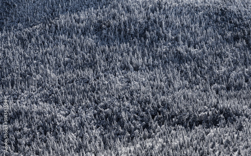 Trees  covered with snow