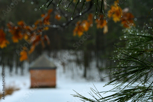 Pine trees with beads of water