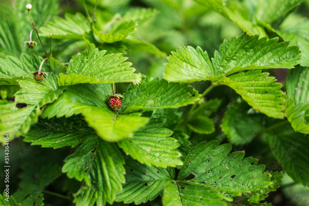 young strawberries on a green bush young strawberries on a green bush