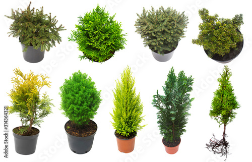 Super collection conifers of junipers, thuja, pine, cypress, spruce, fir isolated on white background. Beautiful decorative Christmas trees. Flat lay, top view photo