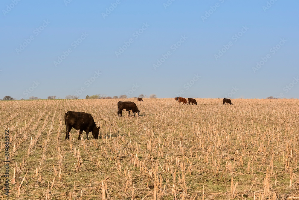 Livestock, Argentine meat production , in Buenos Aires countryside, Argentina Livestock, Argentine meat production , in Buenos Aires countryside, Argentina