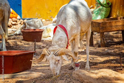 Photo Goat on a typical dusty yard in Goree, Senegal