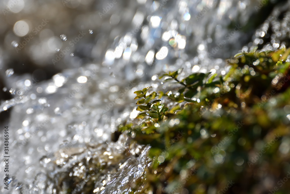Small green plants soaked by the water of a waterfall Small green plants soaked by the water of a waterfall