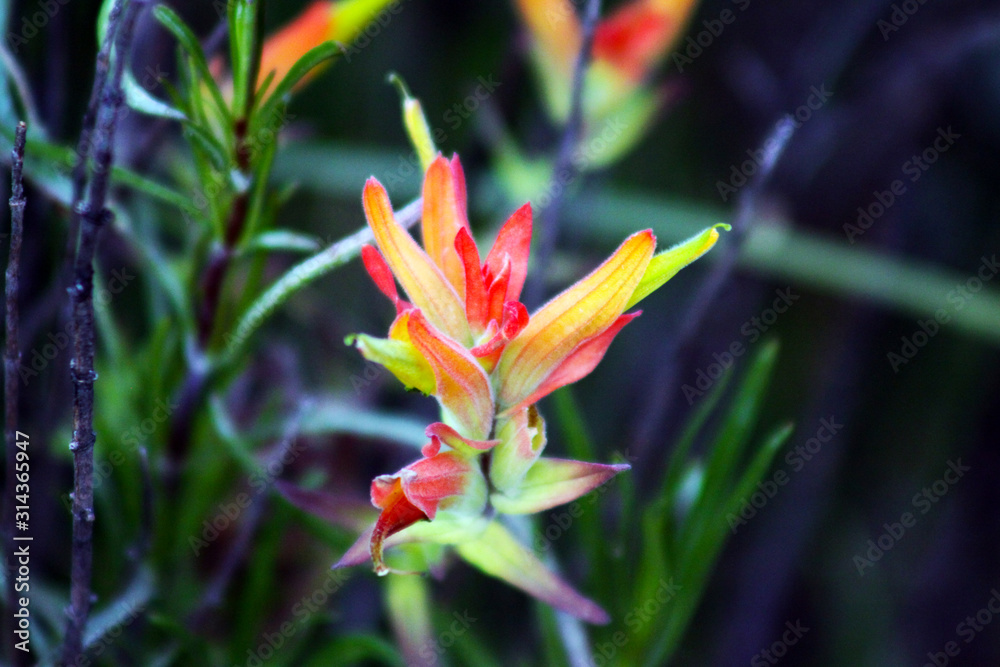 Obraz premium Real de Catorce