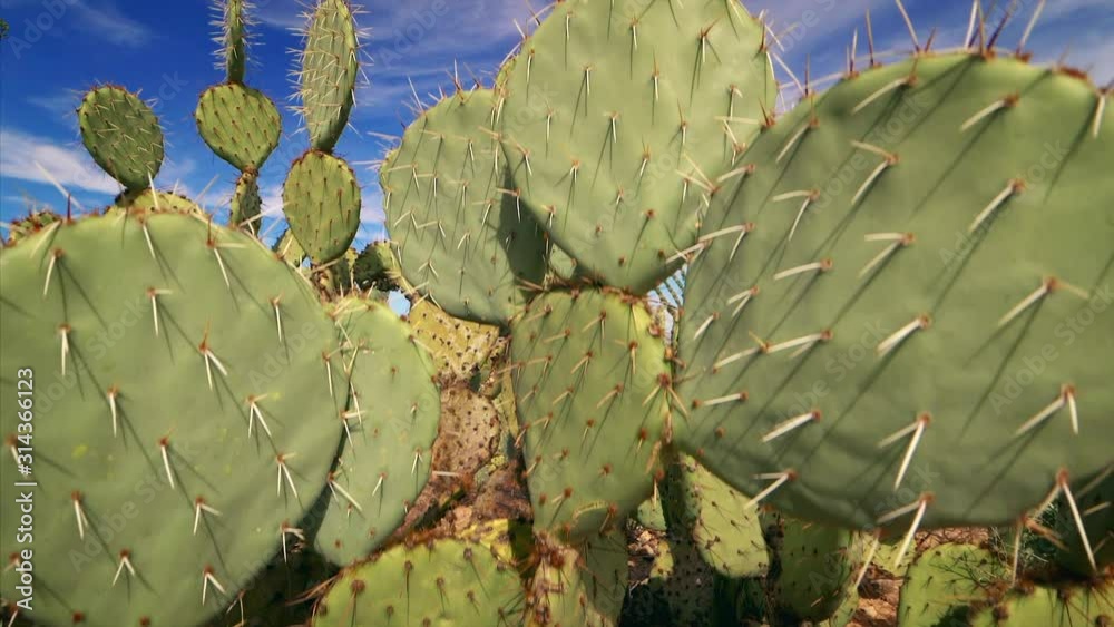 Saguaro National Park and Sonoran Desert landscape near Tucson, Arizona