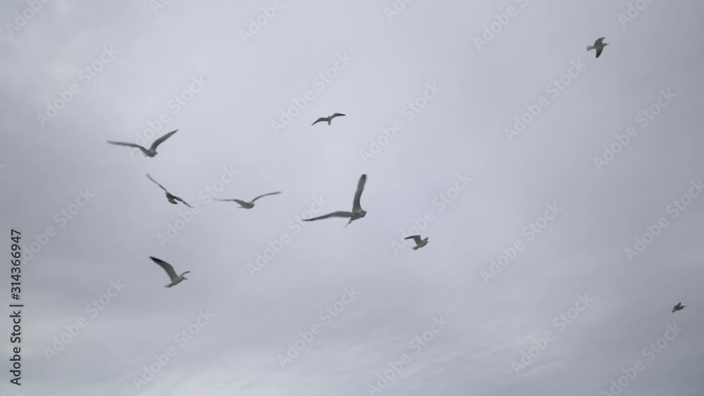 Flock of seagulls flies overhead on a cloudy day