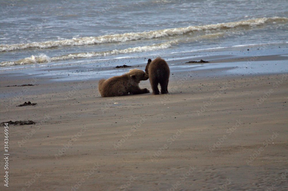 Twin Brown Bear cubs on the beach Twin Brown Bear cubs on the beach