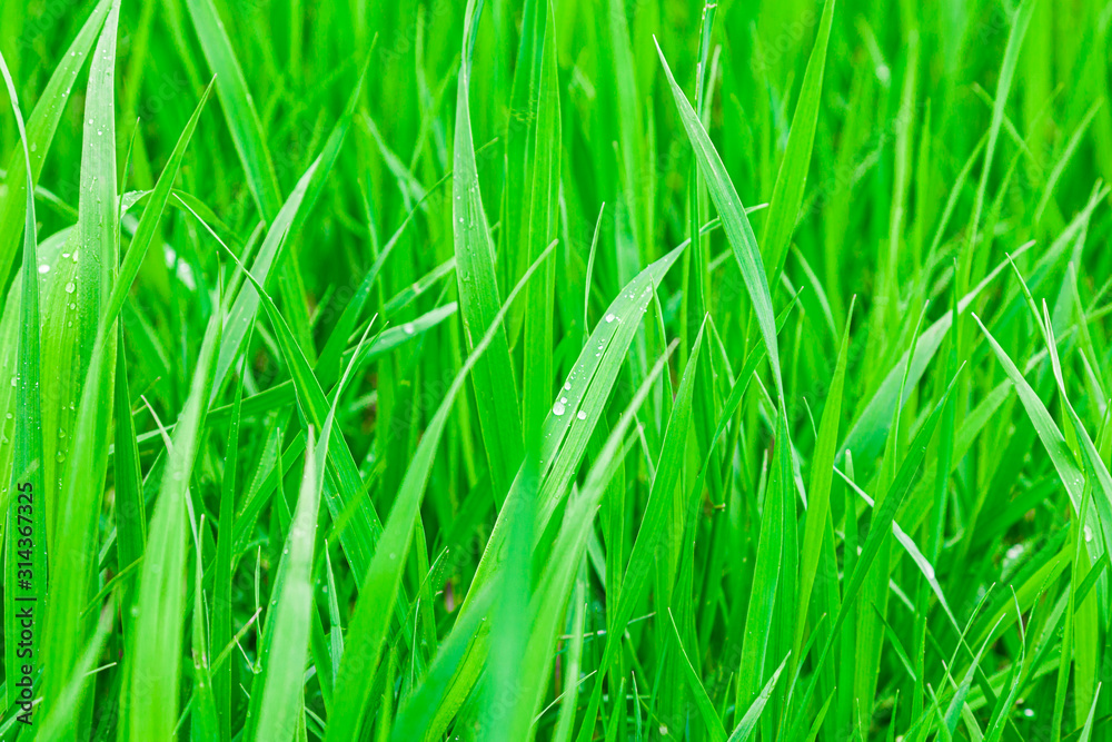 Close up texture of fresh green grass on a meadow or field plain background. Vegetation has grown after the rain. Raindrops on the grass. Protecting the ecosystem and the environment. Close up texture of fresh green grass on a meadow or field plain background. Vegetation has grown after the rain. Raindrops on the grass. Protecting the ecosystem and the environment.