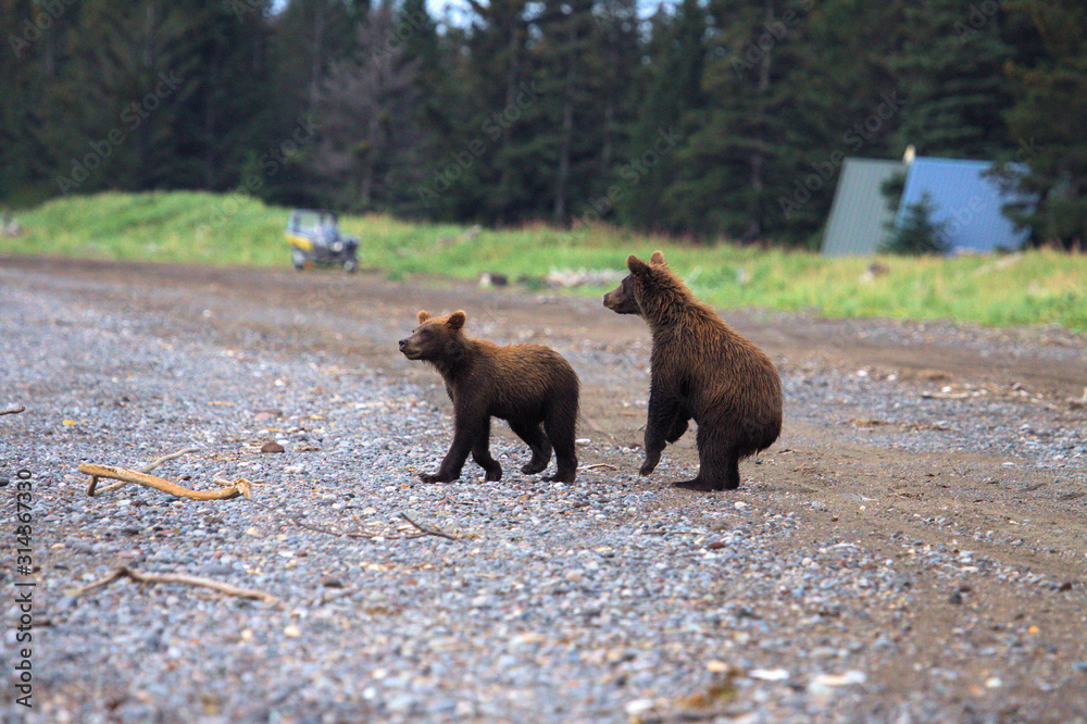 Twin bear cubs Twin bear cubs