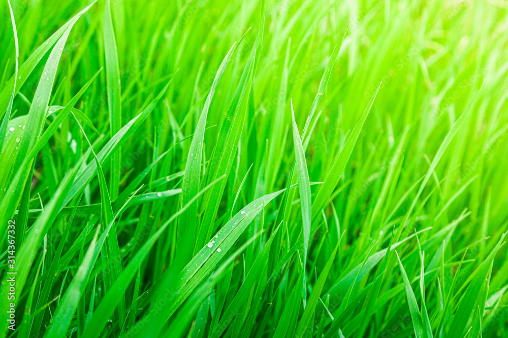 Close up texture of fresh green grass on a meadow or field plain background. Vegetation has grown after the rain. Raindrops on the grass. Protecting the ecosystem and the environment. Close up texture of fresh green grass on a meadow or field plain background. Vegetation has grown after the rain. Raindrops on the grass. Protecting the ecosystem and the environment.