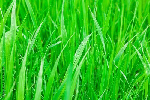 Close up texture of fresh green grass on a meadow or field plain background. Vegetation has grown after the rain. Raindrops on the grass. Protecting the ecosystem and the environment.