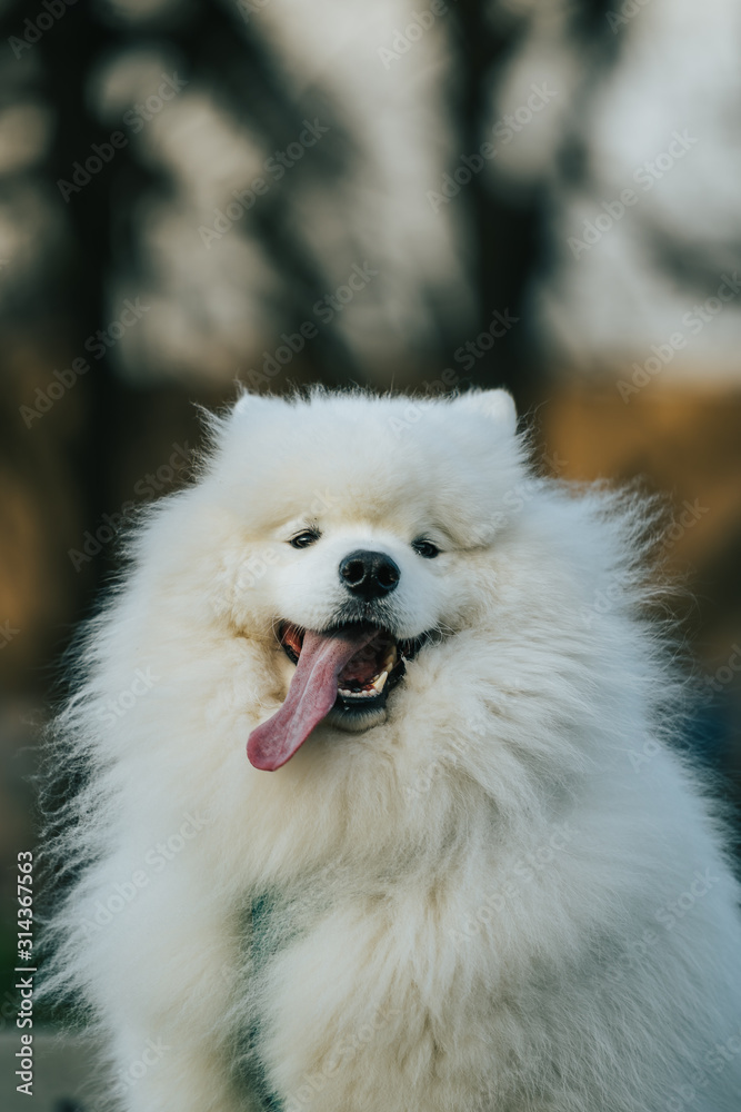 portrait of a Samoyed portrait of a Samoyed