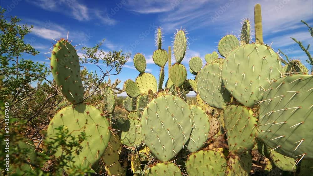 Prickly Pear cactus in Saguaro National Park, Sonoran Desert landscape near Tucson, Arizona