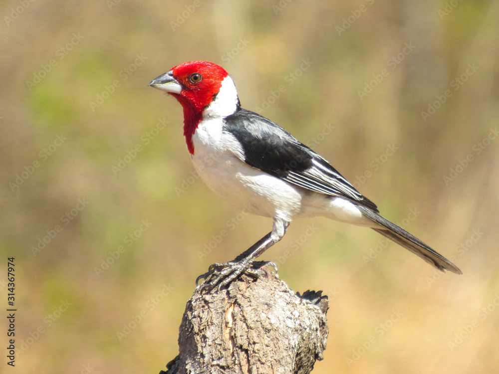 bird on tree bird on tree