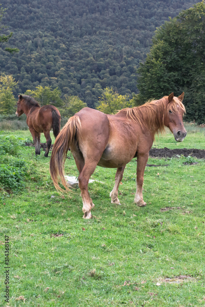 Fototapeta premium Bay horse in the meadow. Artiodactyl animals in the pasture. Juicy grass. A horse grazing in nature with a foal. Herd on the farm. Pregnant mare. Rural landscape.