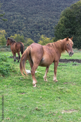 Bay horse in the meadow. Artiodactyl animals in the pasture. Juicy grass. A horse grazing in nature with a foal. Herd on the farm. Pregnant mare. Rural landscape.