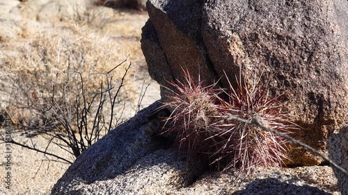 Cacti of West and Southwest USA. Arizona claret-cup cactus, Arizona hedgehog cactus (Echinocereus arizonicus). Arizona photo