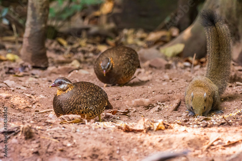 The Bar-backed Partridge (Arborophila brunneopectus) AKA Brown-breasted Hill-partridge is found in subtropical/tropical moist lowland forests and subtropical/tropical moist montane forests in SE Asia photo