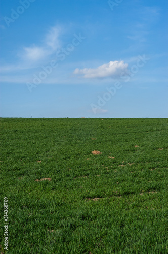 Background of fresh grasses meadow and blue sky with a small cloud. Agricultural field sown grass in the spring. Empty space. Theme or wallpaper like with Windows XP.