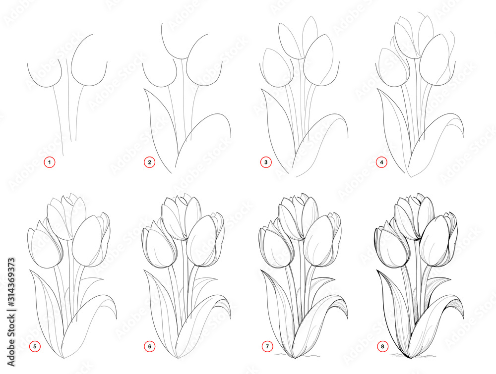 tulips pencil drawing