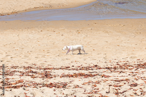 Dog walking on wonderful beach in Morro de Sao Paulo  Bahia  Brazil.