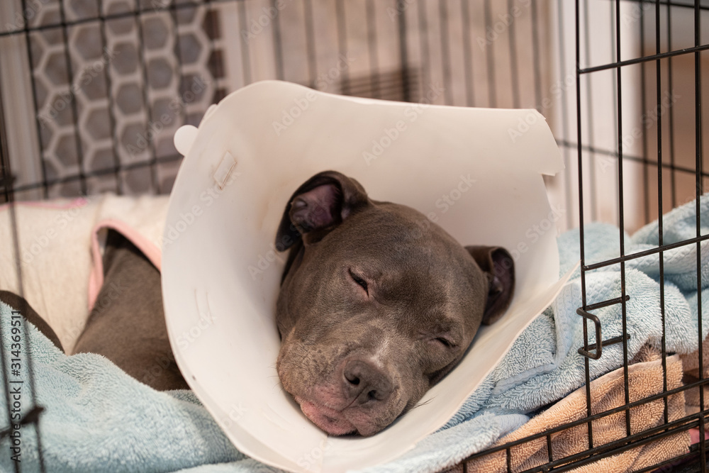 How To Get Dog To Sleep With Cone