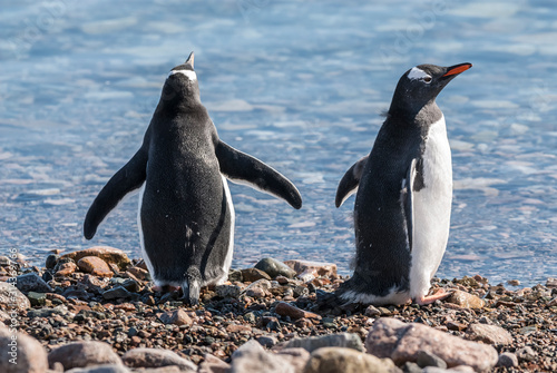 Gentoo penguin couple  Neko Harbor beach  Antarctic Peninsula.