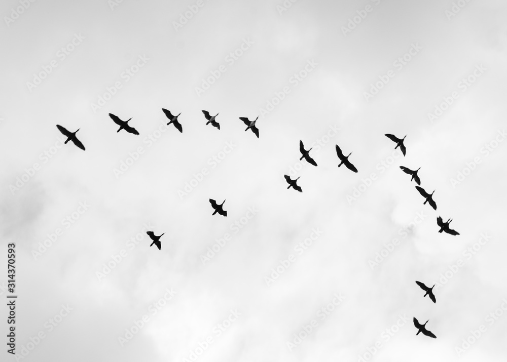 Black and white photo of birds in the sky.