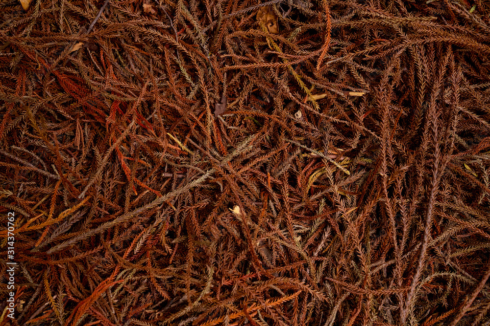Fototapeta premium texture of thin branches of spruce in warm colors
