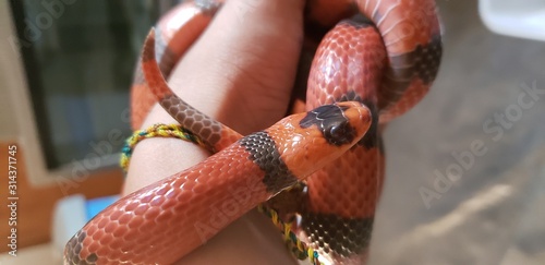 Snake around arm