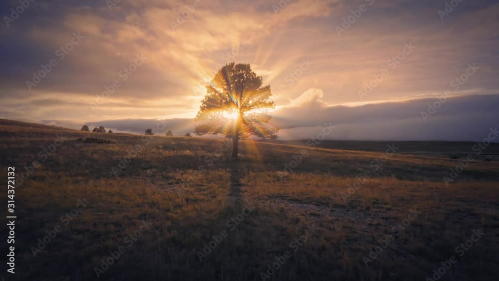 Aerial flying around a heavenly tree with jesus sun rays shining from it at sunset. South Dakota, USA
