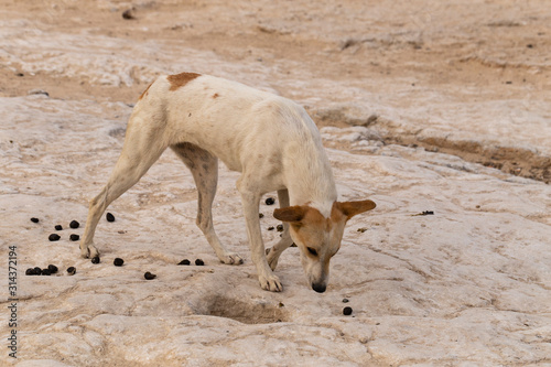 Fototapet A stray dog eats camel dung. The animal's plight.