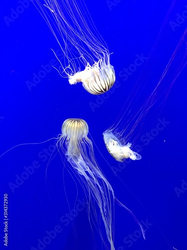 Jelly fish under water