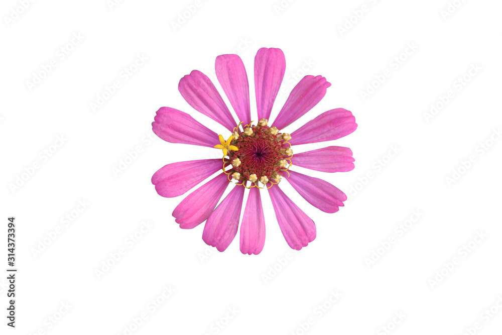 Bann Chuen (Scientific name: Zinnia violacea Cav.) Is a single leaf herbaceous plant with a bouquet of red, pink, orange, purple as an ornamental plant. Bann Chuen (Scientific name: Zinnia violacea Cav.) Is a single leaf herbaceous plant with a bouquet of red, pink, orange, purple as an ornamental plant.