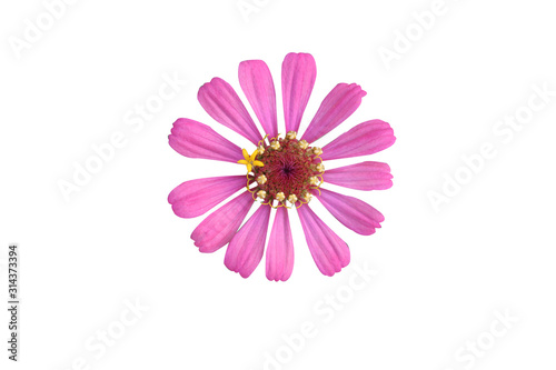 Bann Chuen  Scientific name  Zinnia violacea Cav.  Is a single leaf herbaceous plant with a bouquet of red  pink  orange  purple as an ornamental plant.