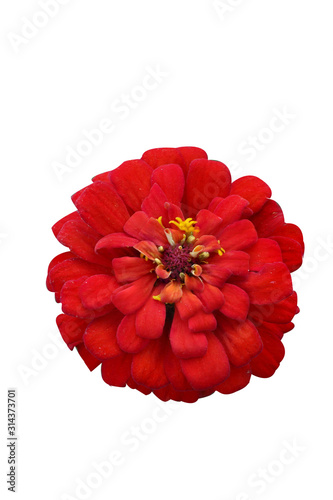 Bann Chuen (Scientific name: Zinnia violacea Cav.) Is a single leaf herbaceous plant with a bouquet of red, pink, orange, purple as an ornamental plant.