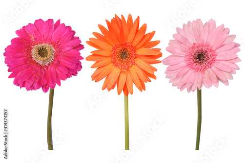 Fototapeta Naklejka Na Ścianę i Meble -  Flowers Isolated on White Background  with clipping path. There are Pink lily and Frangipani.