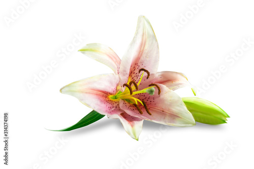 Flowers Isolated on White Background with clipping path. There are Pink lily and Frangipani.