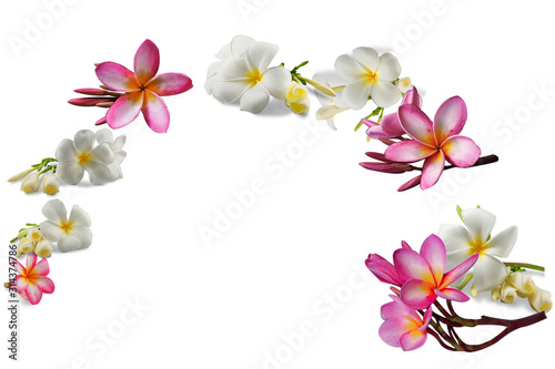 Fototapeta Naklejka Na Ścianę i Meble -  Flowers Isolated on White Background. There are Pink, White Pink Frangipani.  