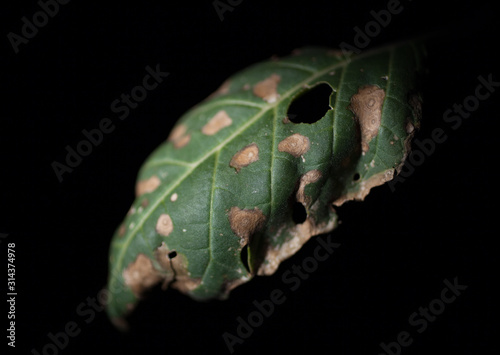 虫食いの葉