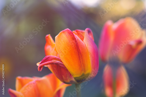 Tulipa Cairo or Triumph Tulip flower closeup with other tulips and bokeh in background at sunset.